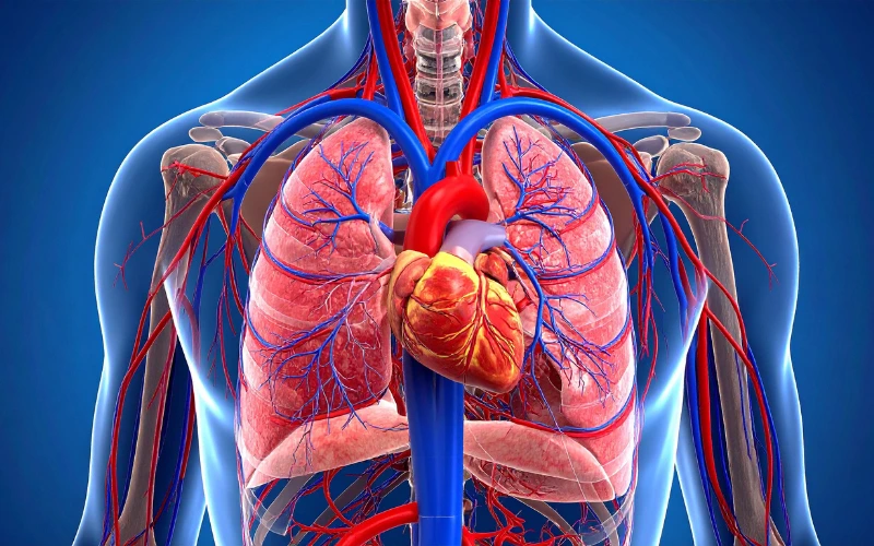 effet mandela position du cœur