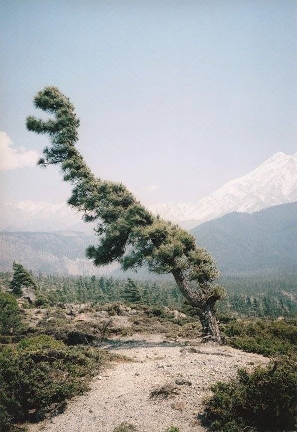 pareidolie arbre