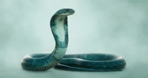 effet cobra (biais cognitif) biais psychologiques.com